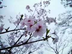 -新虹桥中心花园
