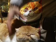 -more than meow吴止猫主题餐厅(承德 中船汇店)