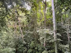 -西双版纳原始森林公园
