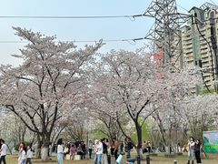 -西北湖绿化广场