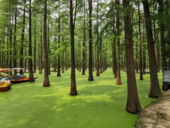 -渌洋湖湿地公园