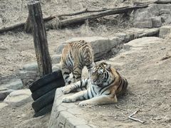 -大连森林动物园