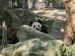 -都江堰中华大熊猫苑