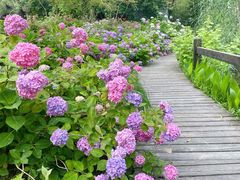 -合肥滨湖国家森林公园