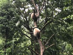-都江堰中华大熊猫苑