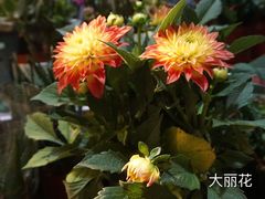 -武汉花鸟市场