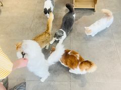 -飞行喵MR PILOT|猫舍·猫咖(静安大融城店)