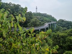-金鸡山公园