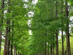 -黄海国家森林公园