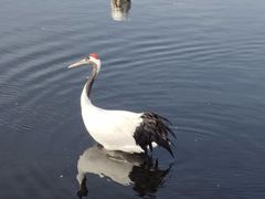 -盐城丹顶鹤湿地生态旅游区
