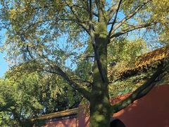 -南京维景国际大酒店(南京博物院店)