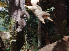 -陕西自然博物馆