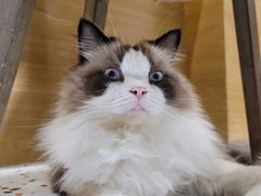 -滚猫咖啡·猫咖·猫友好撸猫(未来城店)