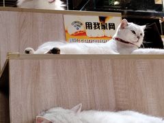 -藏猫猫咖啡主题馆(中央大道店)