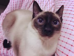 -联萌宠物医院(猫病专科)