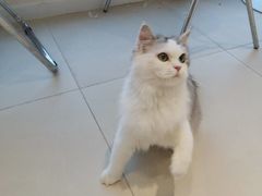 -怪兽屋·羊驼·猫咖·狗咖(俊华广场店)