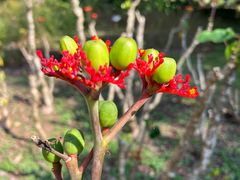 -中国科学院西双版纳热带植物园