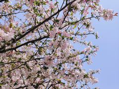 -青枫公园