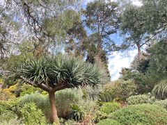 -墨尔本皇家植物园