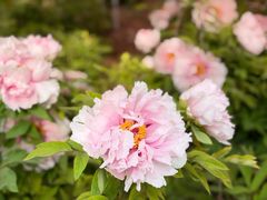 -洛阳市隋唐城遗址植物园