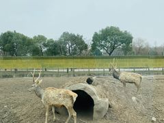 -上海野生动物园