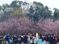 -武汉大学-樱园