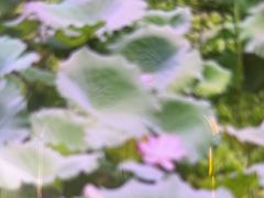 -荔湾湖公园