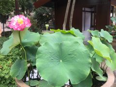 -天龙宝严素食馆(大兴善寺店)