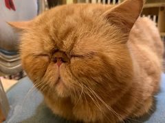 -more than meow吴止猫主题餐厅(承德 中船汇店)