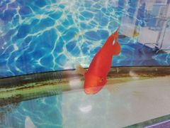 -天津医科大学肿瘤医院(本部院区)