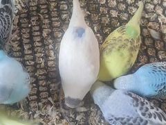-明明手养鹦鹉(堤角花鸟宠物大世界店)