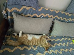 -佑安动物医院·全科·内窥镜中心(幸福巷店)