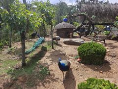 -西霞口神雕山野生动物世界