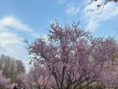 -上海海湾国家森林公园