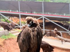 -西霞口神雕山野生动物世界