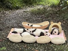 -成都大熊猫繁育研究基地