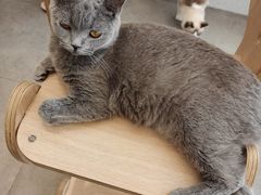 -飞行喵MR PILOT|猫舍·猫咖(静安大融城店)