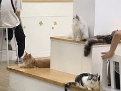 -李小姐の猫咖啡馆(五角场店)