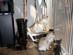 -东方名猫馆·英短金渐层布偶猫舍(环线广场1号楼店)