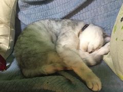 -李小姐の猫咖啡馆(五角场店)