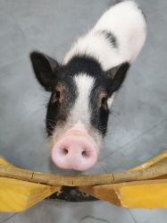 -Moni星球萌宠·小马宝莉·灵蛇·高端高阶全萌宠互动体验俱乐部(红豆国际广场店)