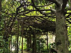 -广西壮族自治区药用植物园
