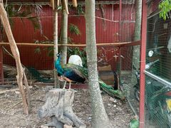 -西双版纳总佛寺