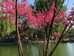 景点-陶然亭公园