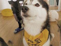 -Husky Go! 哈士奇体验馆·宠物咖啡厅狗咖