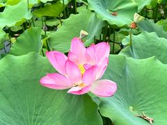 -莲花池公园