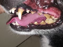 -comecome来吧宠物(奥克斯中心店)