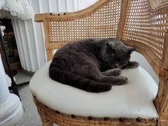 -共舞时光猫咖·狗咖(新街口店)