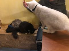 -猫色咖啡·猫咖