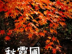 -秋霞圃